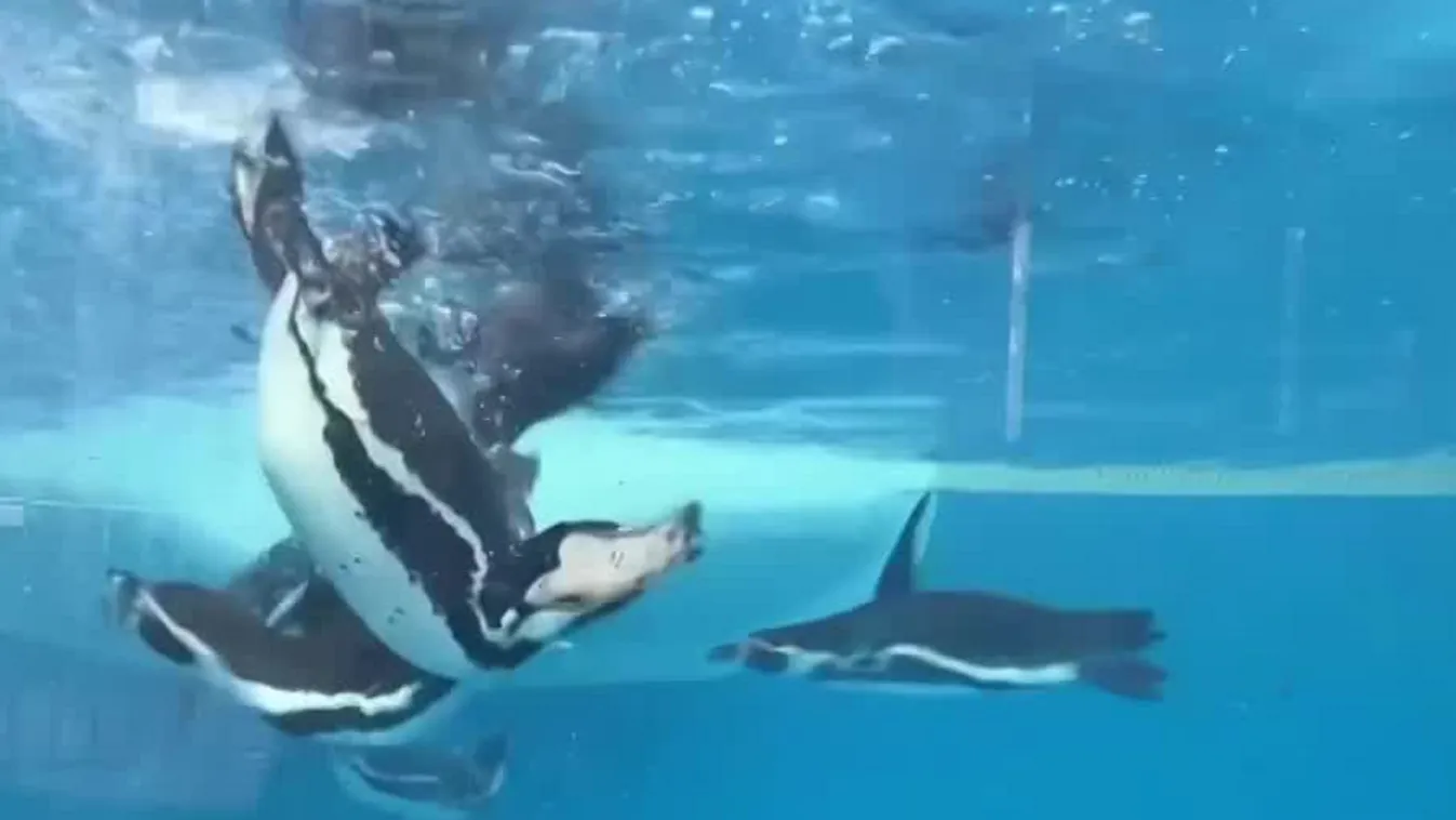 Radar - 15 főre bővült a sóstói pingvincsapat