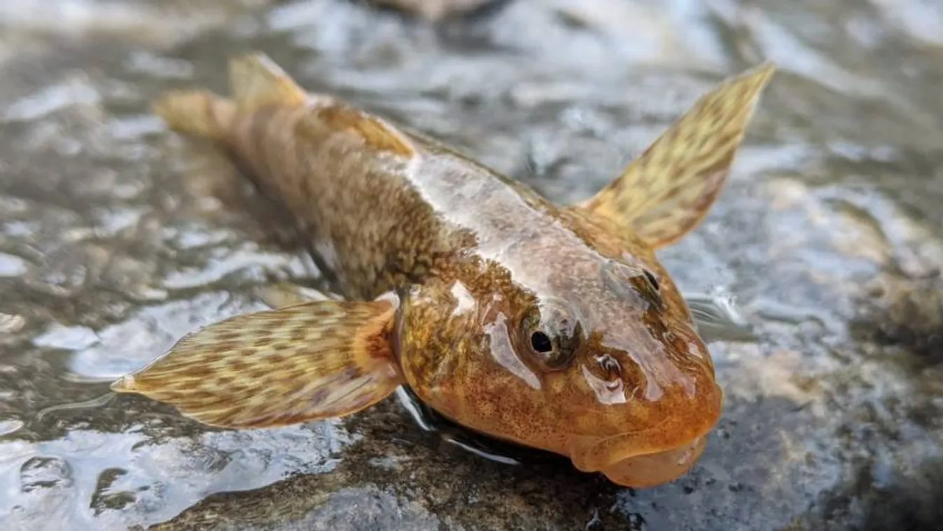 A kihalás szélére sodródott a legritkább halfajok egyike – videóval