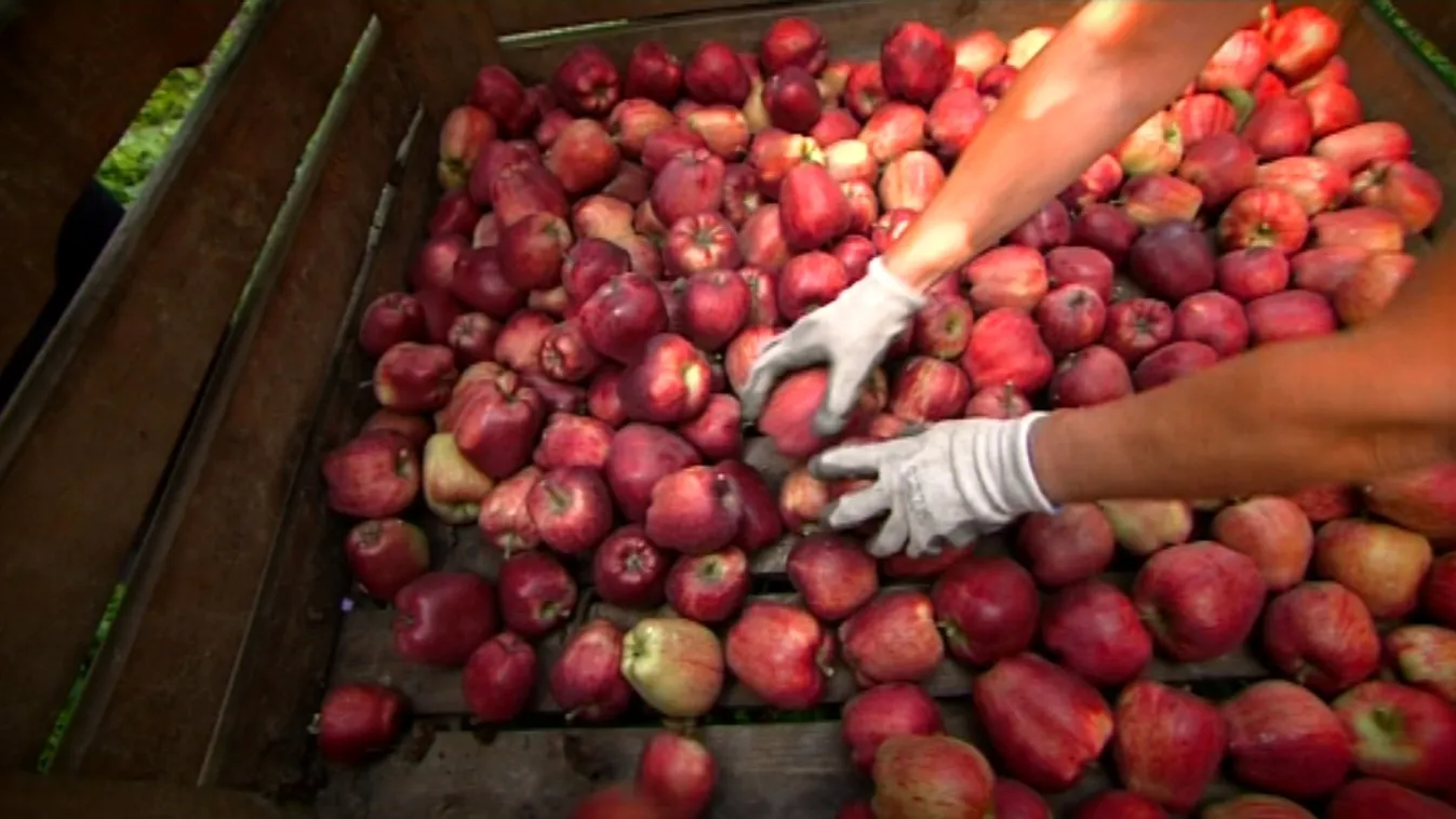 Teljesen kiszorulhat a piacról a szabolcsi alma