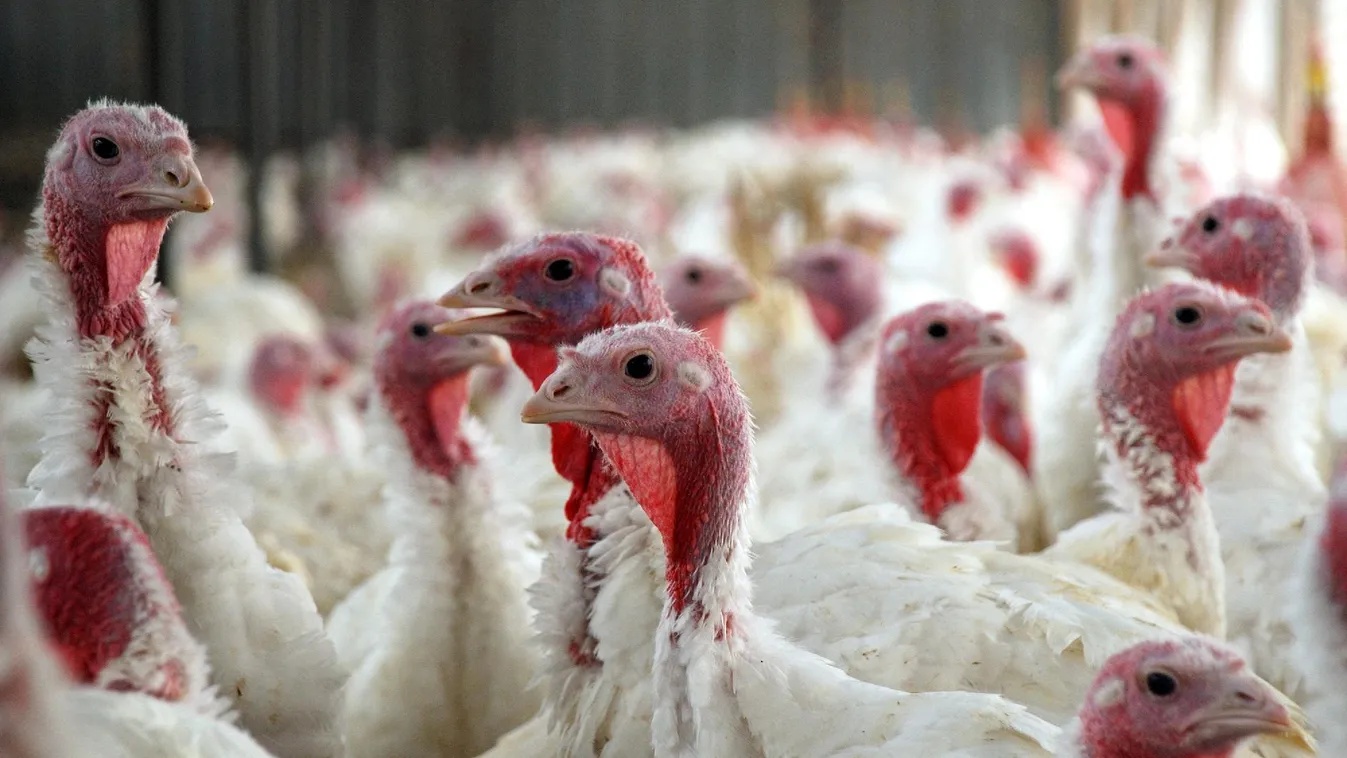 Hajdú-Bihar megyét is elérte a madárinfluenza-járvány