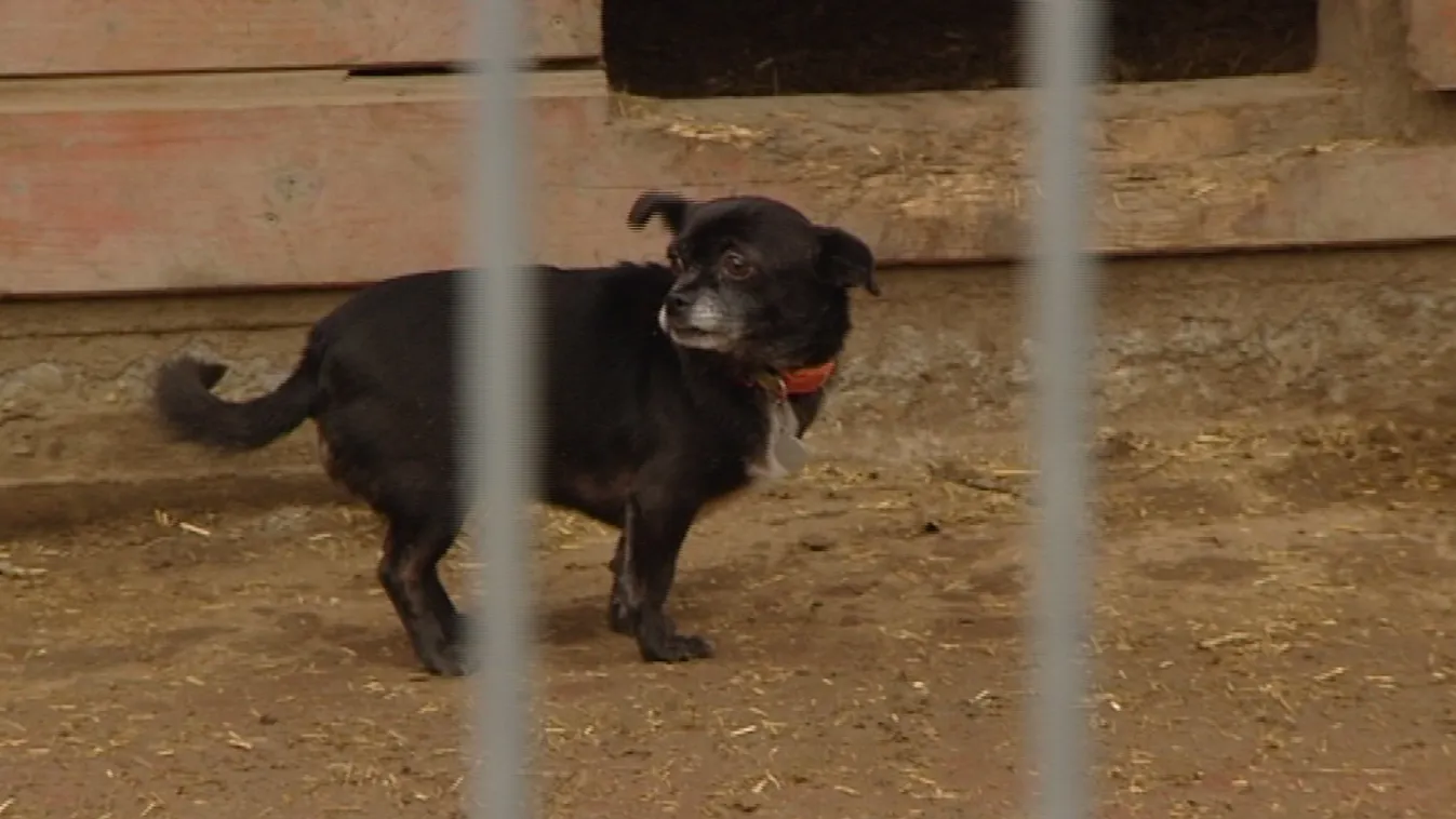 A legbátrabb kutyák sem képesek megbirkózni vele