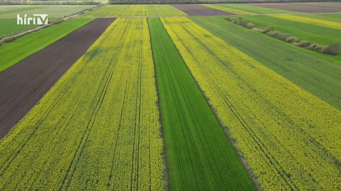 Soroló: Sárgába borulva