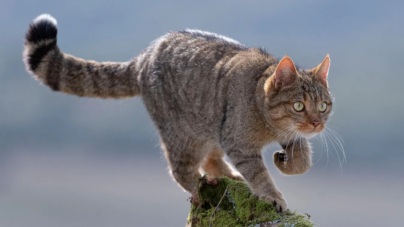 A vadmacska lett az Év emlőse