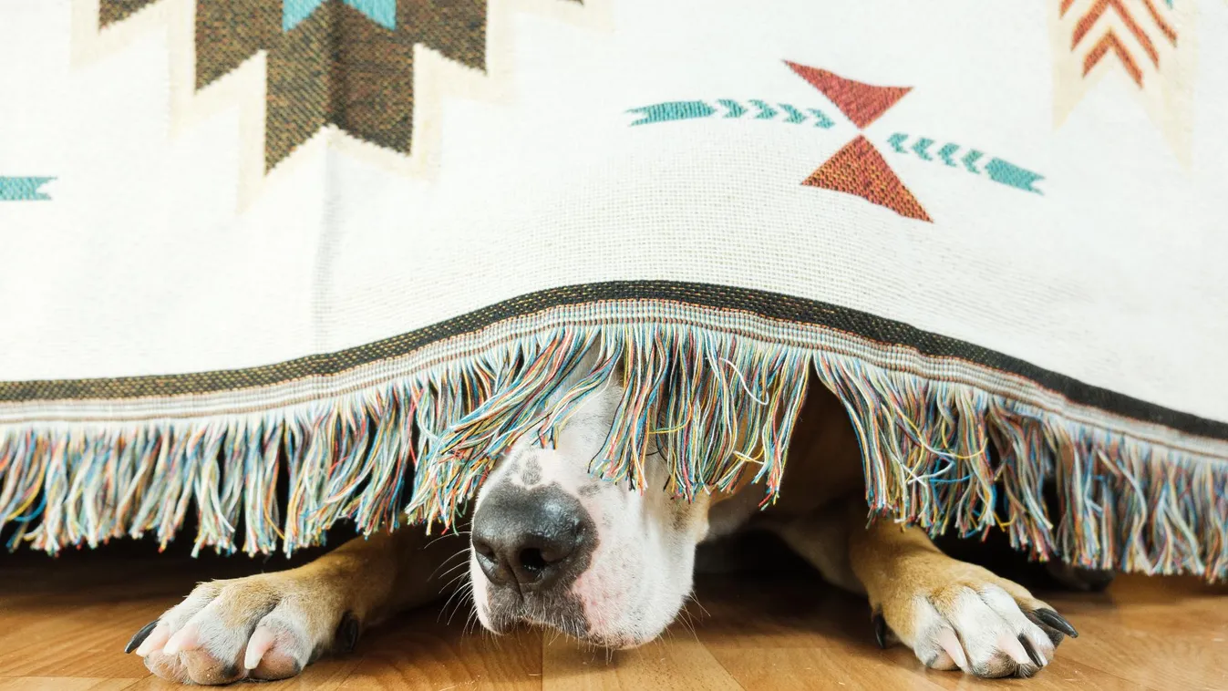 Állatvédők: Szilveszteri PetárdaSTOP – előzzük meg a tűzijáték baleseteket!