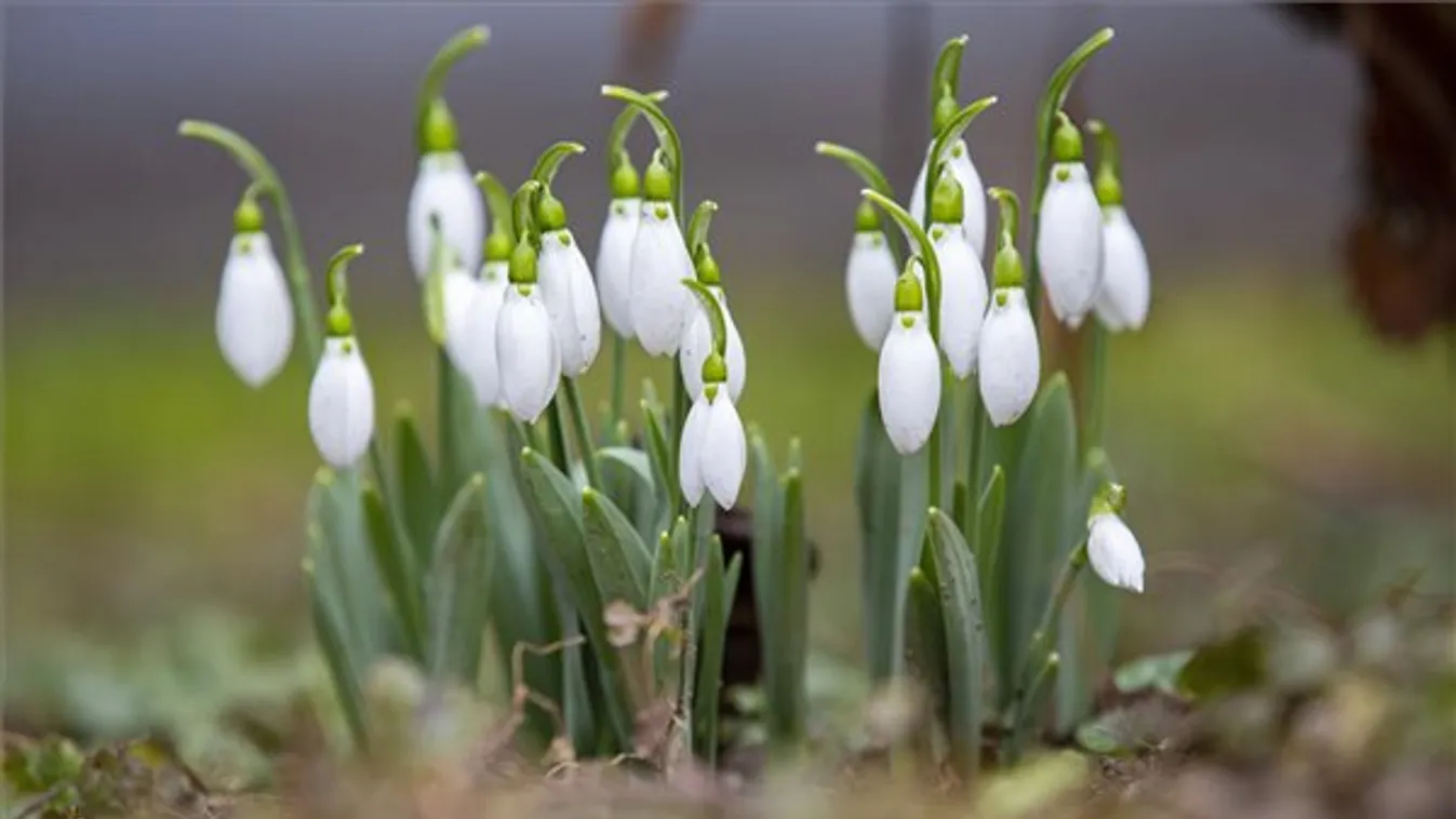 Az ország több pontján nyílik a hóvirág