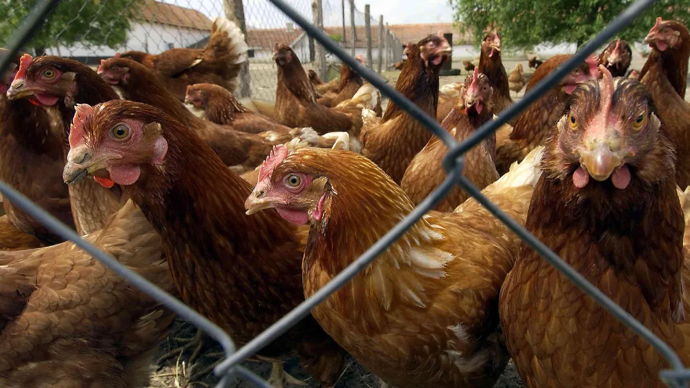 Októberre térhet magához a baromfipiac