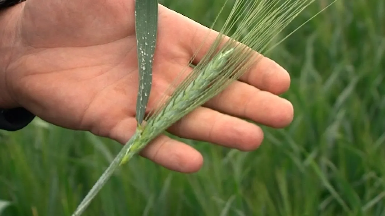Betett a fagy az őszi vetésnek és a gyümölcsösöknek