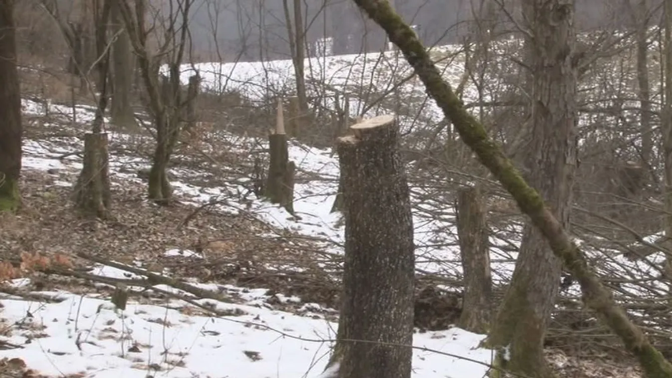 Egyre kevesebb fát lopnak