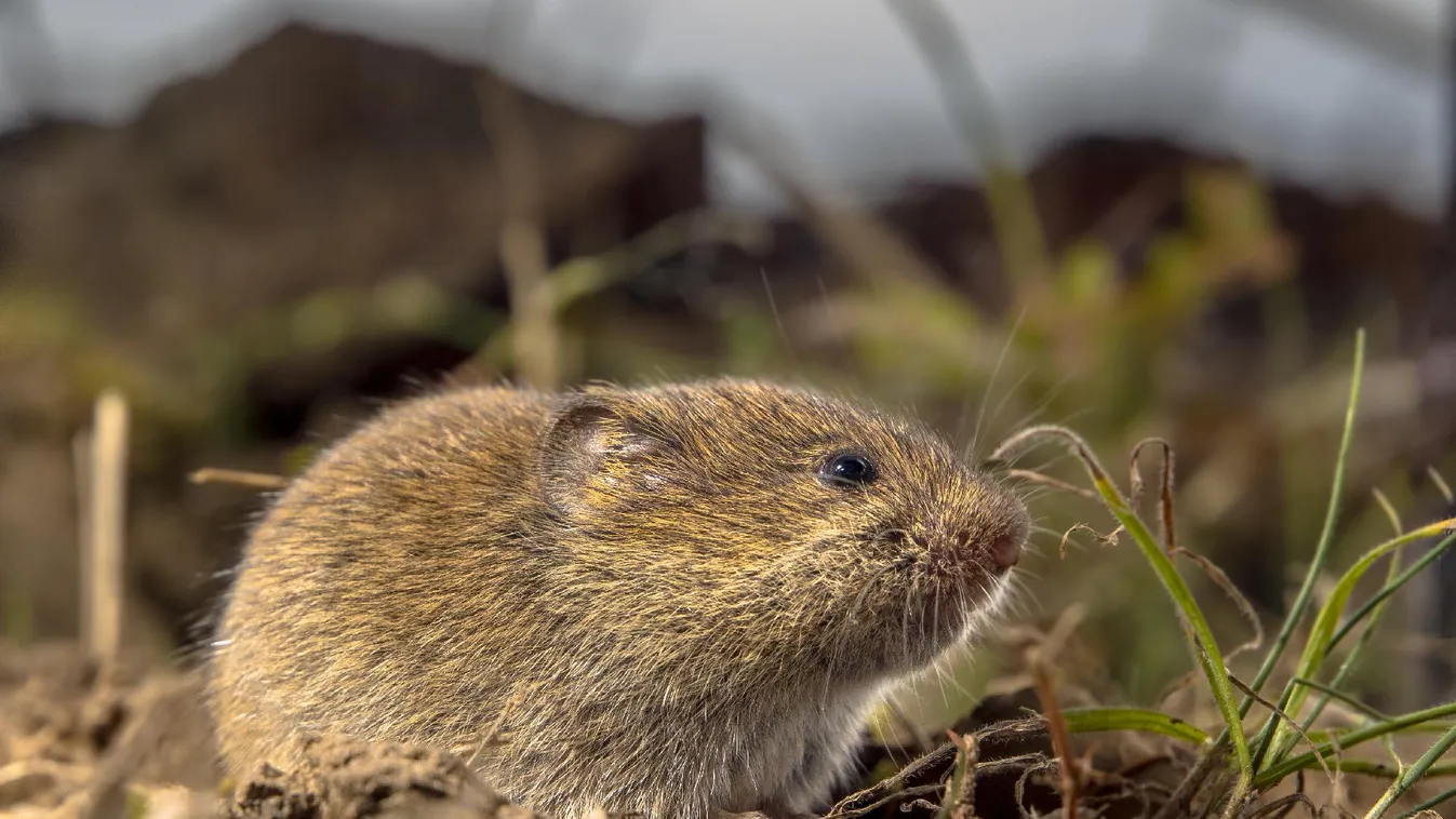 Már most érdemes védekezni a mezei pocok ellen
