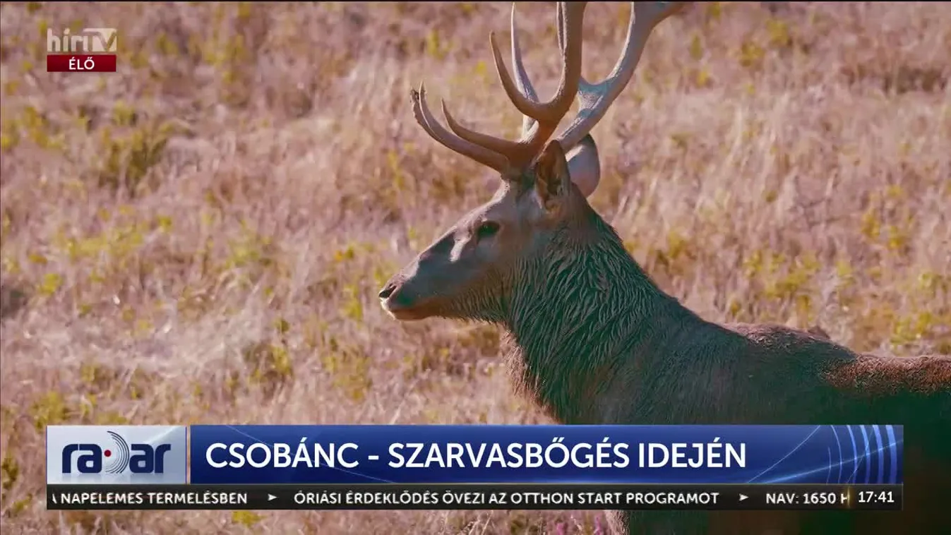 Radar – Csobánc szarvasbőgés idején