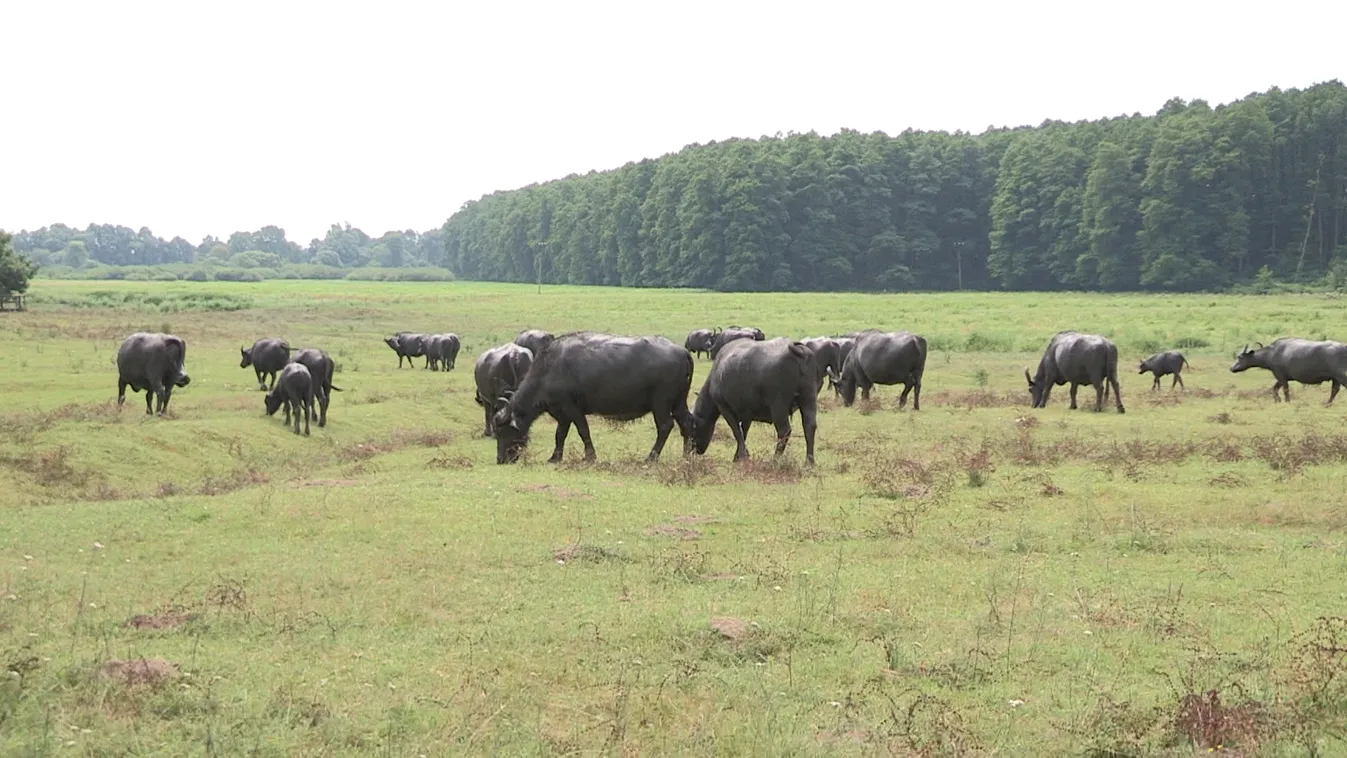 Soroló: Az év legfontosabb földműves dátuma közeleg