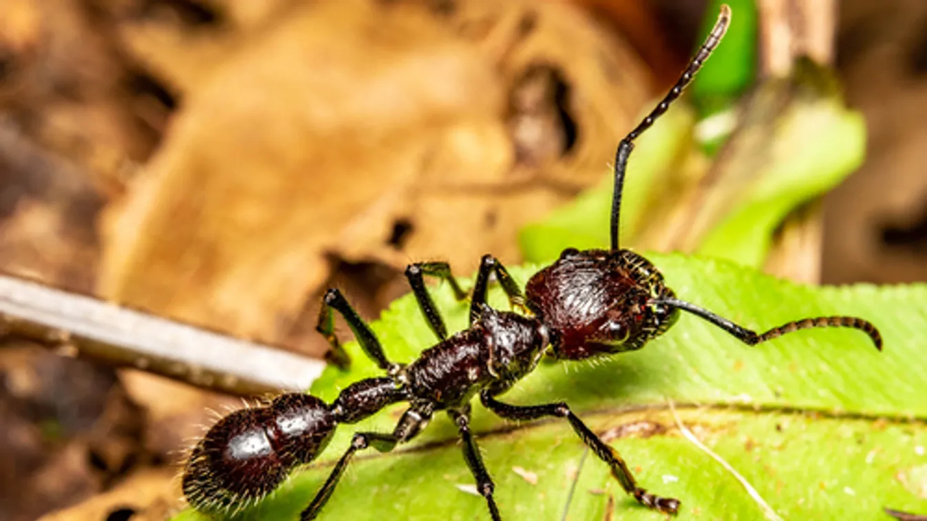 A világ legapróbb szuperhőseit mutatja be a Londoni Állatkert legújabb látványossága