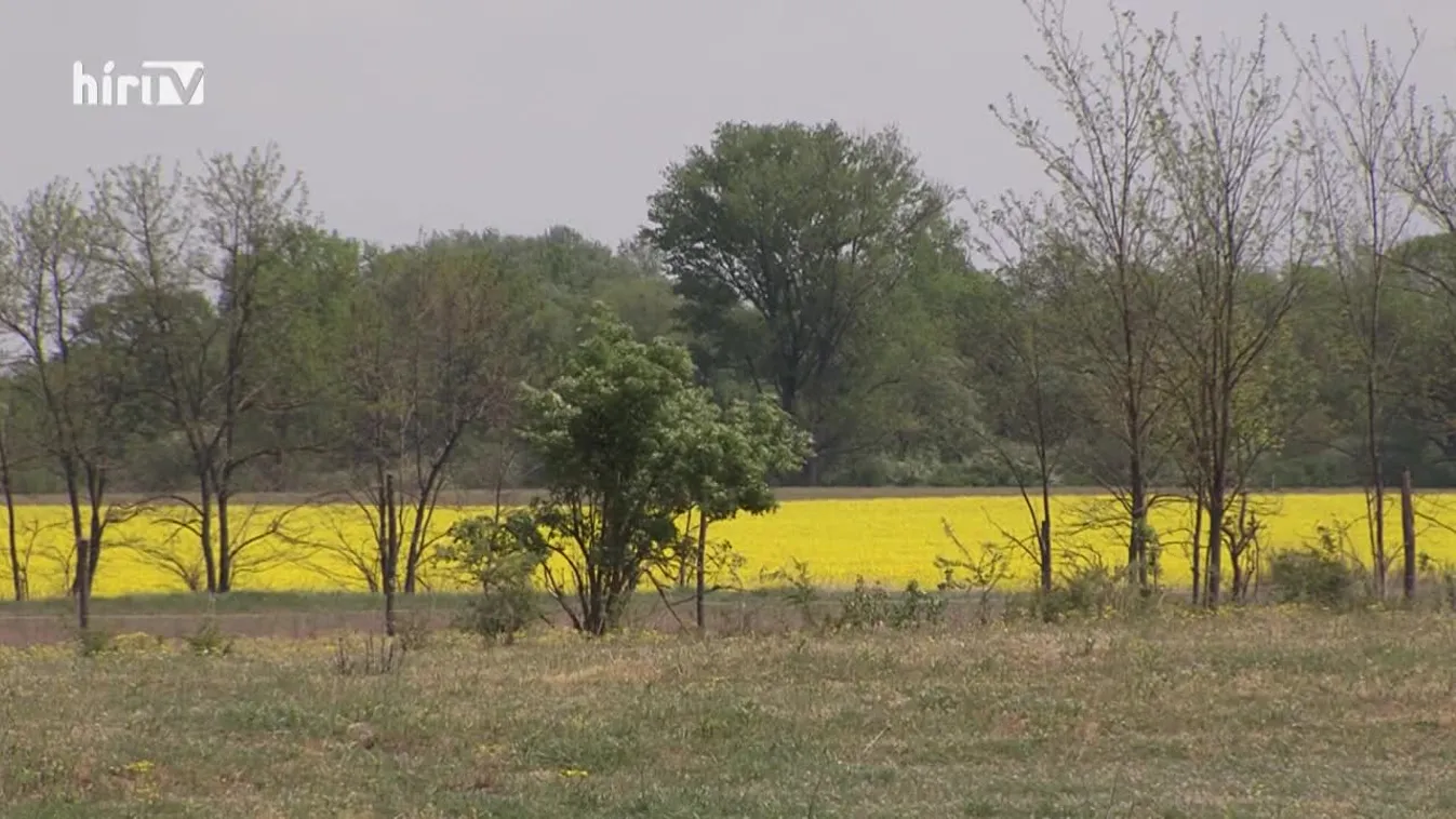 Zöldövezet: Közösen mentik a fákat