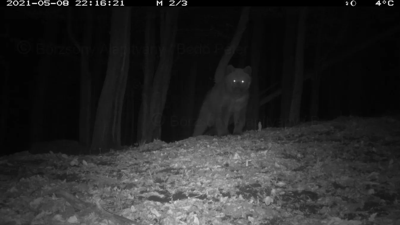 Medvét fotóztak a Börzsönyben