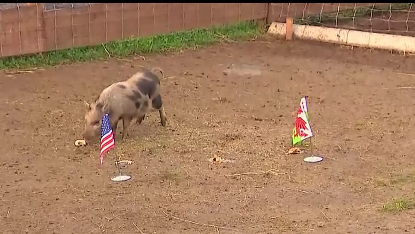 Radar - Timó megjósolta az USA-Wales meccs eredményét!