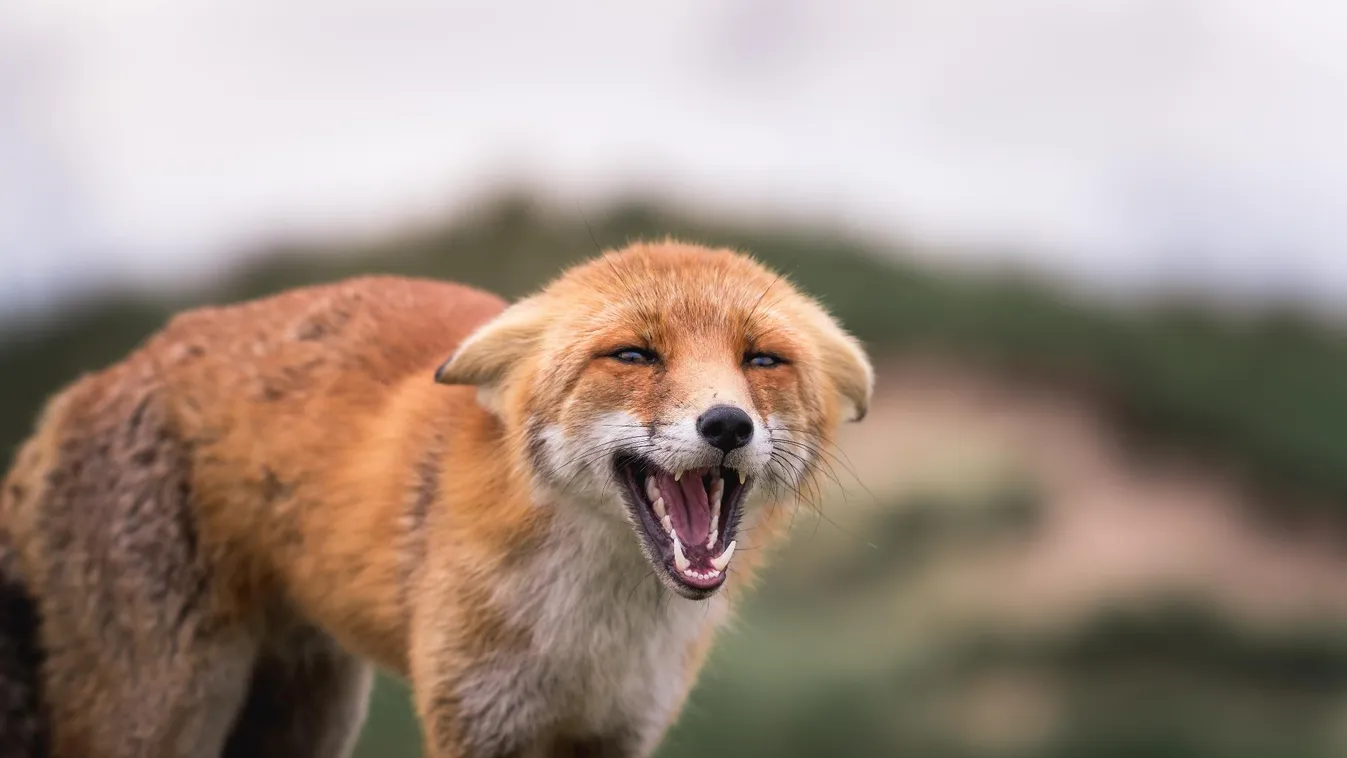 Figyelmeztetést adott ki veszettség miatt a Magyar Állatorvosi Kamara + videó
