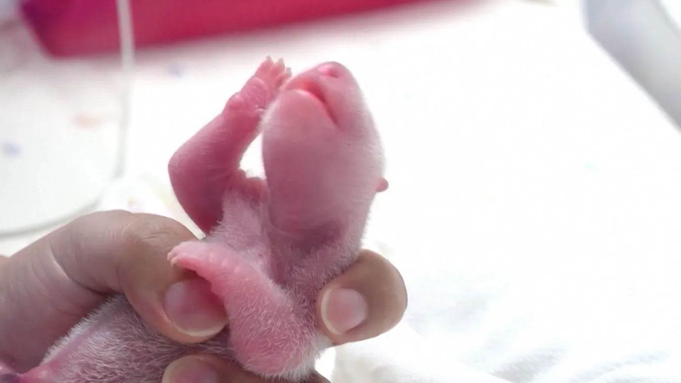 Először születtek pandaikrek Dél-Koreában