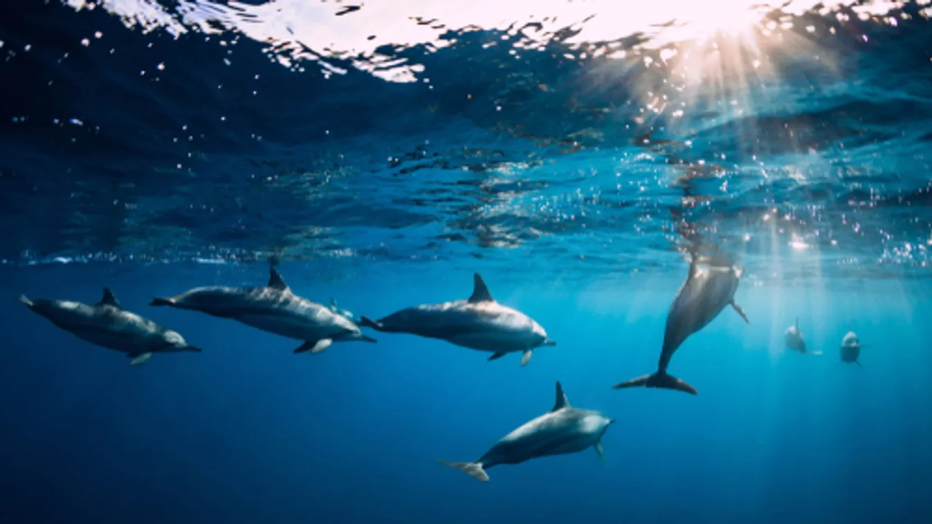 Több mint száz döglött delfint találtak egy szigeten Mozambik partjainál