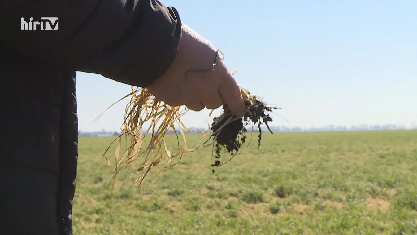 Kevesebb búza terem majd Békés megyében