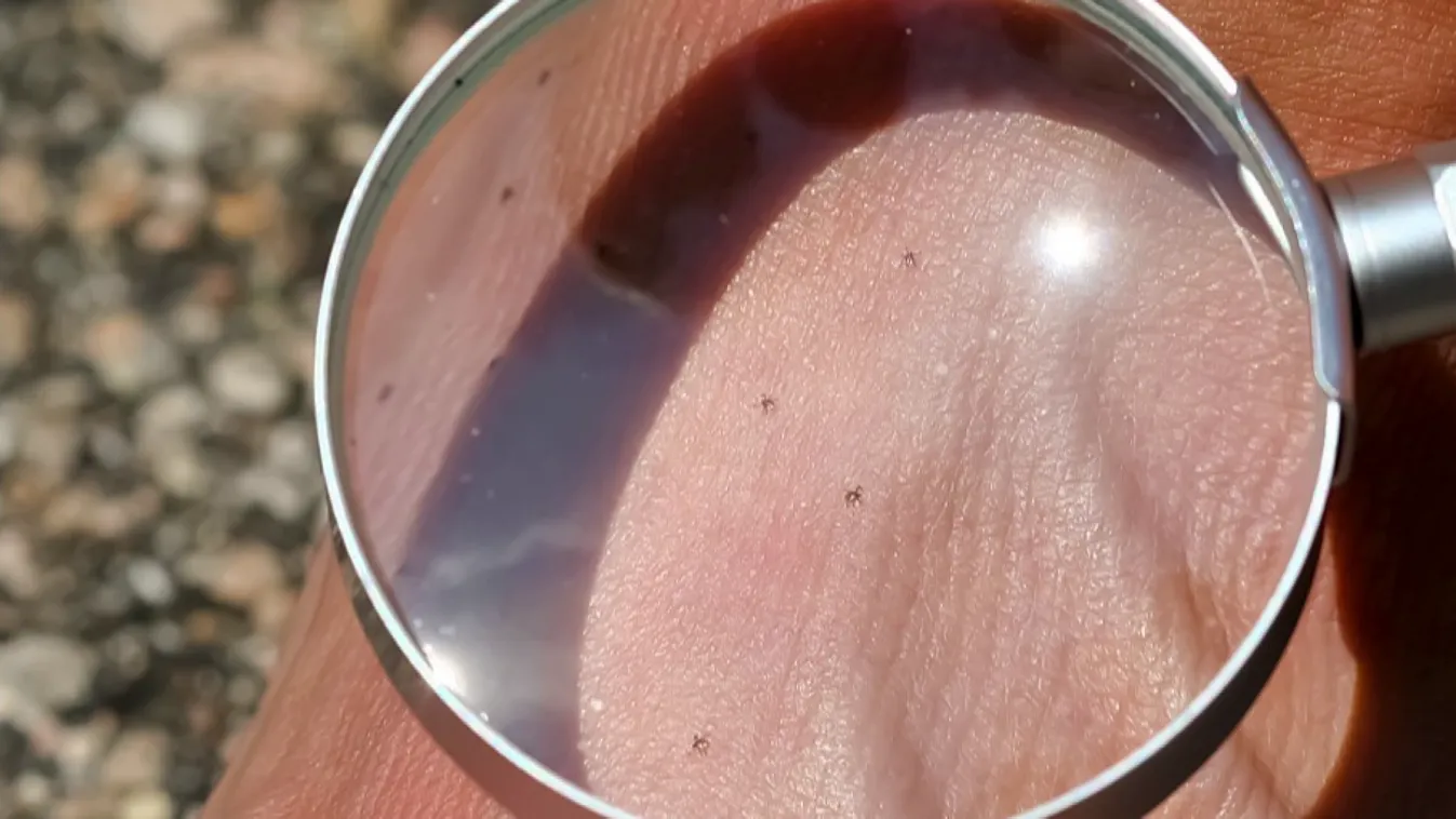 Radar: Kullancsveszély