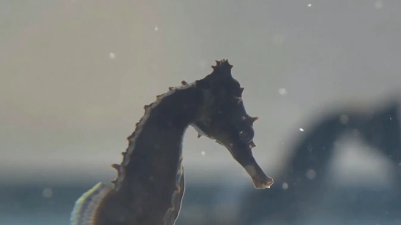 Radar - Vízi szálloda csikóhalaknak