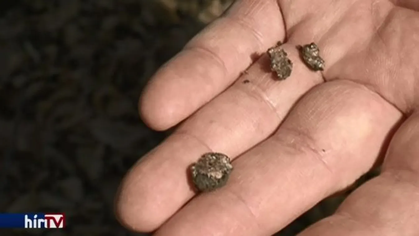 Megtizedelte a szarvasgombatermést az időjárás