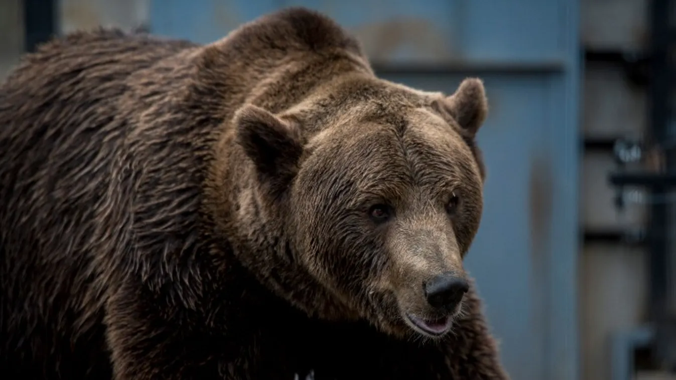 Napirenden a medveprobléma