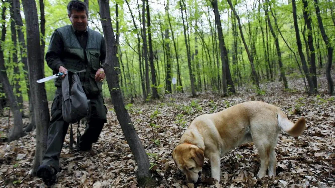 Kétszer gondolja meg, melyik gombát szedi az erdőben!