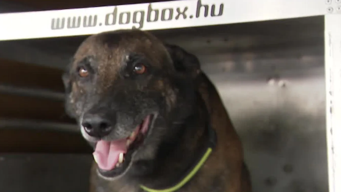 Radar - Szállnak a kutyaévek