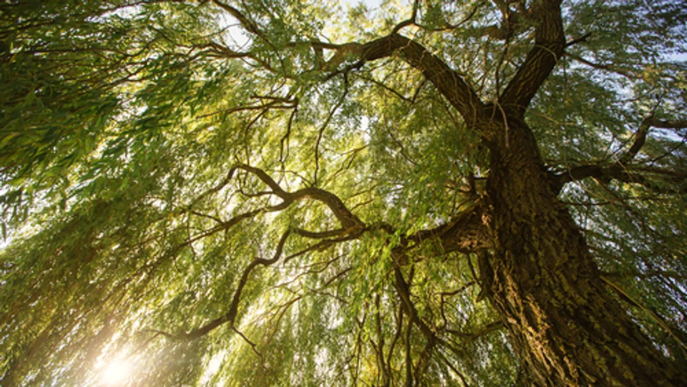 Fűzfát használnak a biogáz előállítására a Szegedi Tudományegyetem kutatói