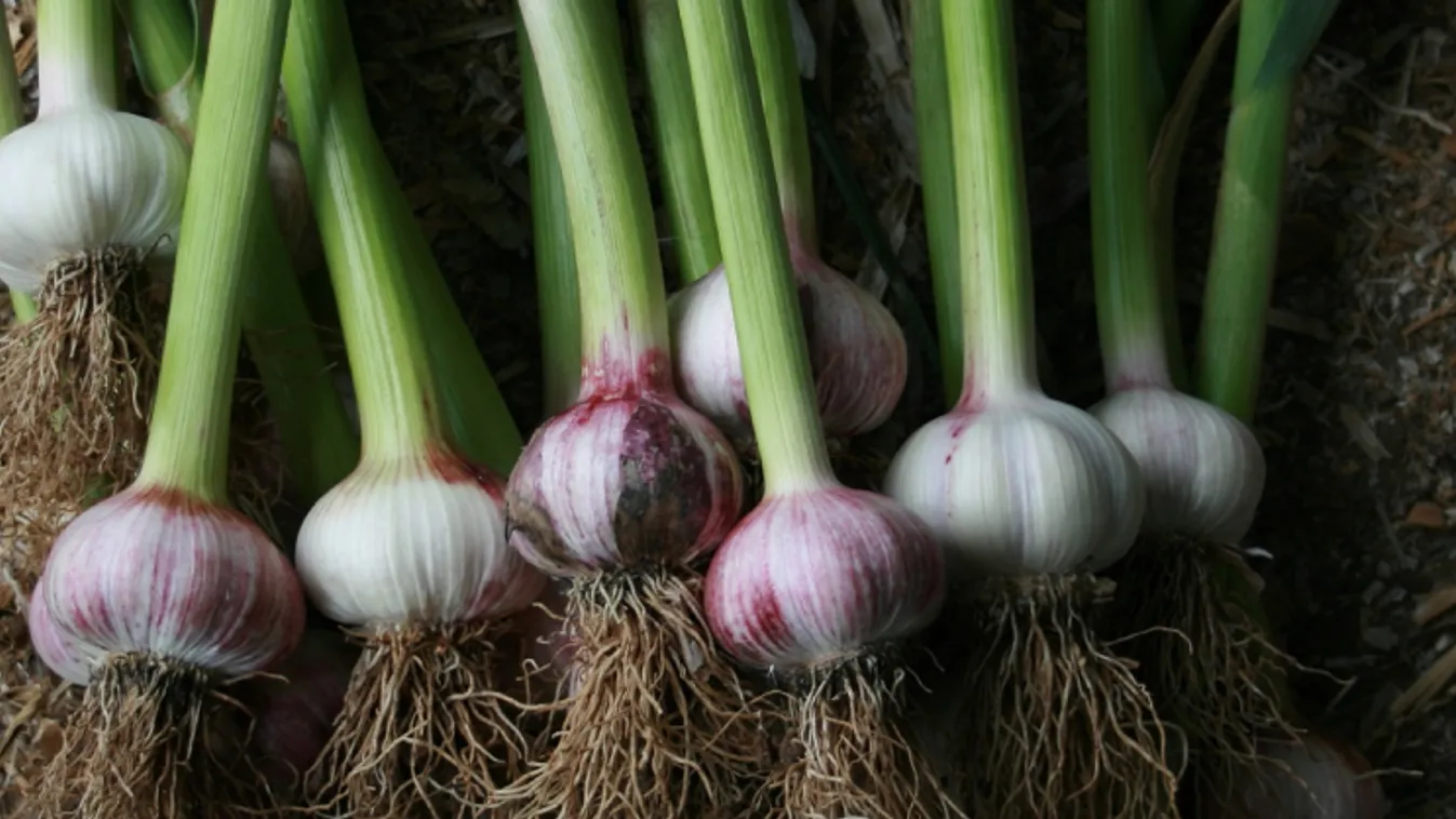 Konok újrakezdők – Soroló