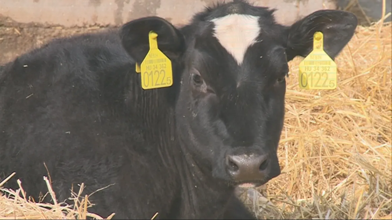 Az elmúlt évtized történései - Soroló