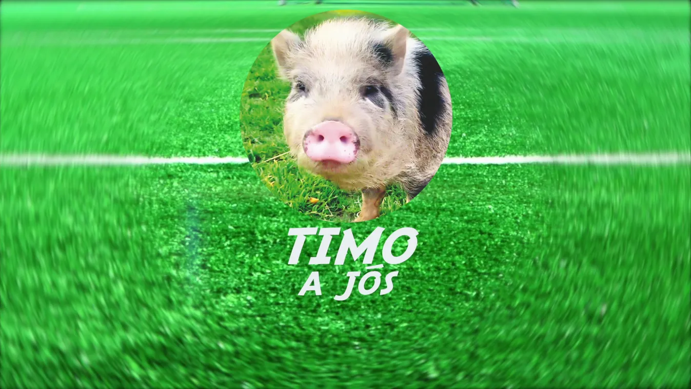 Radar - Timo jóslata a Japán-Spanyolország meccsre