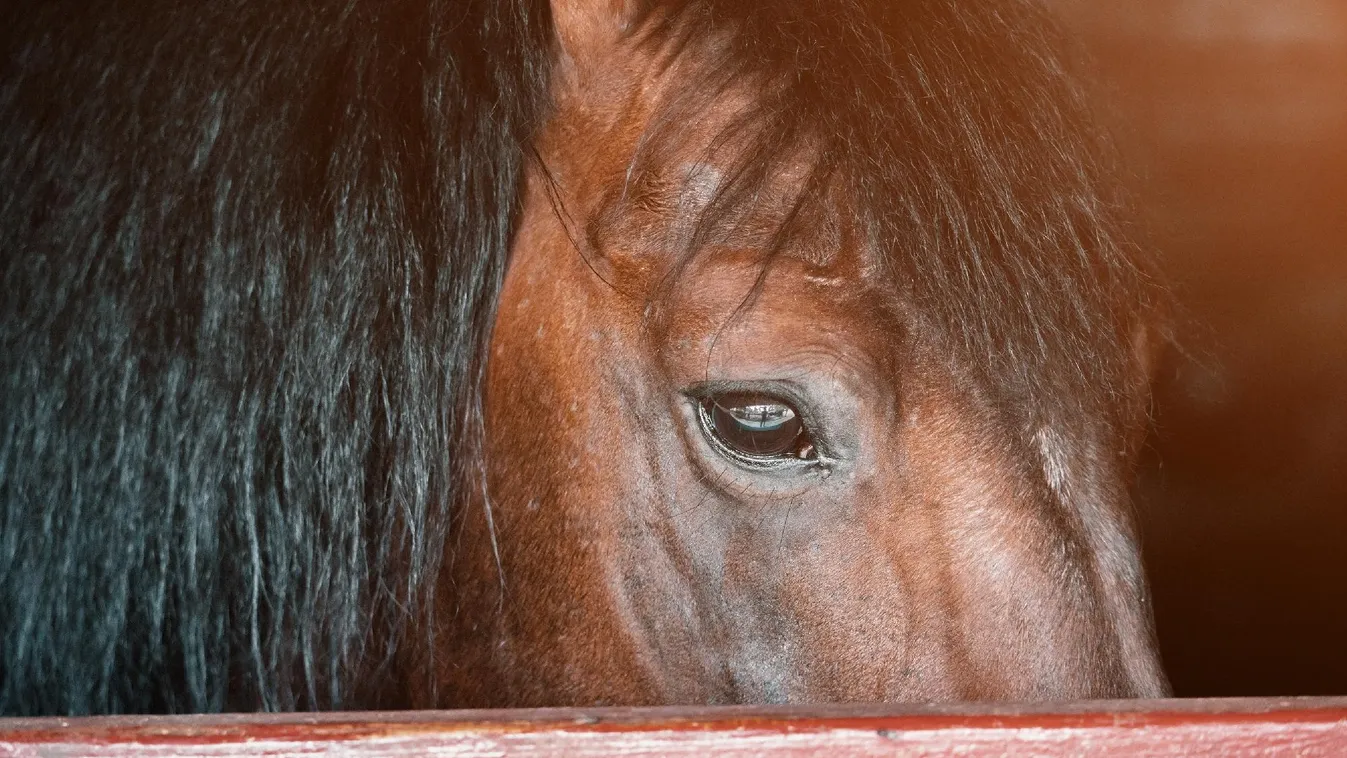 Állatkínzás miatt emeltek vádat egy rétsági gazda ellen
