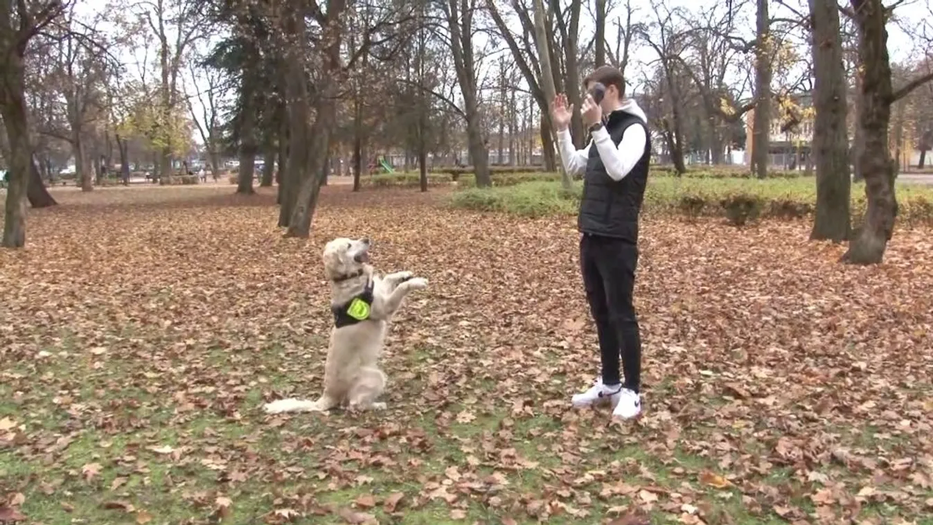 Zsömi, a csodakutya