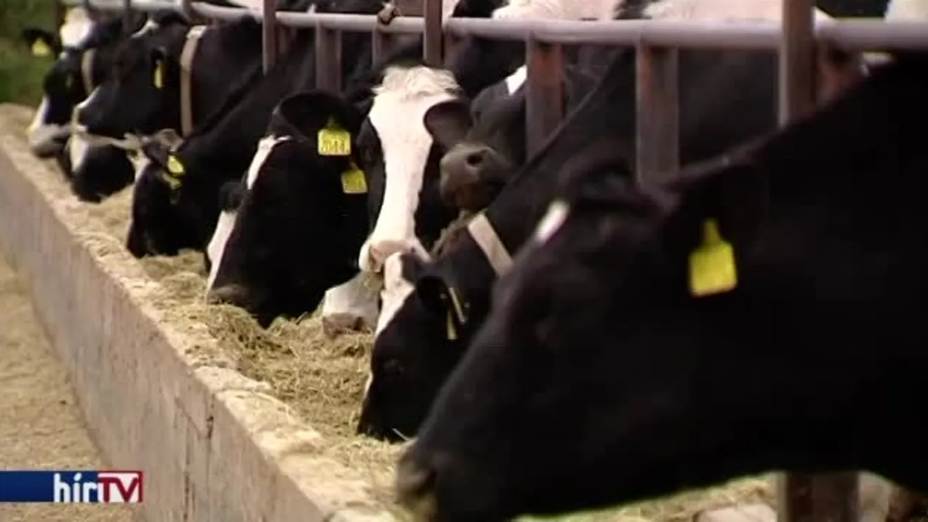 A nyers tej áfáját is lefaraghatják