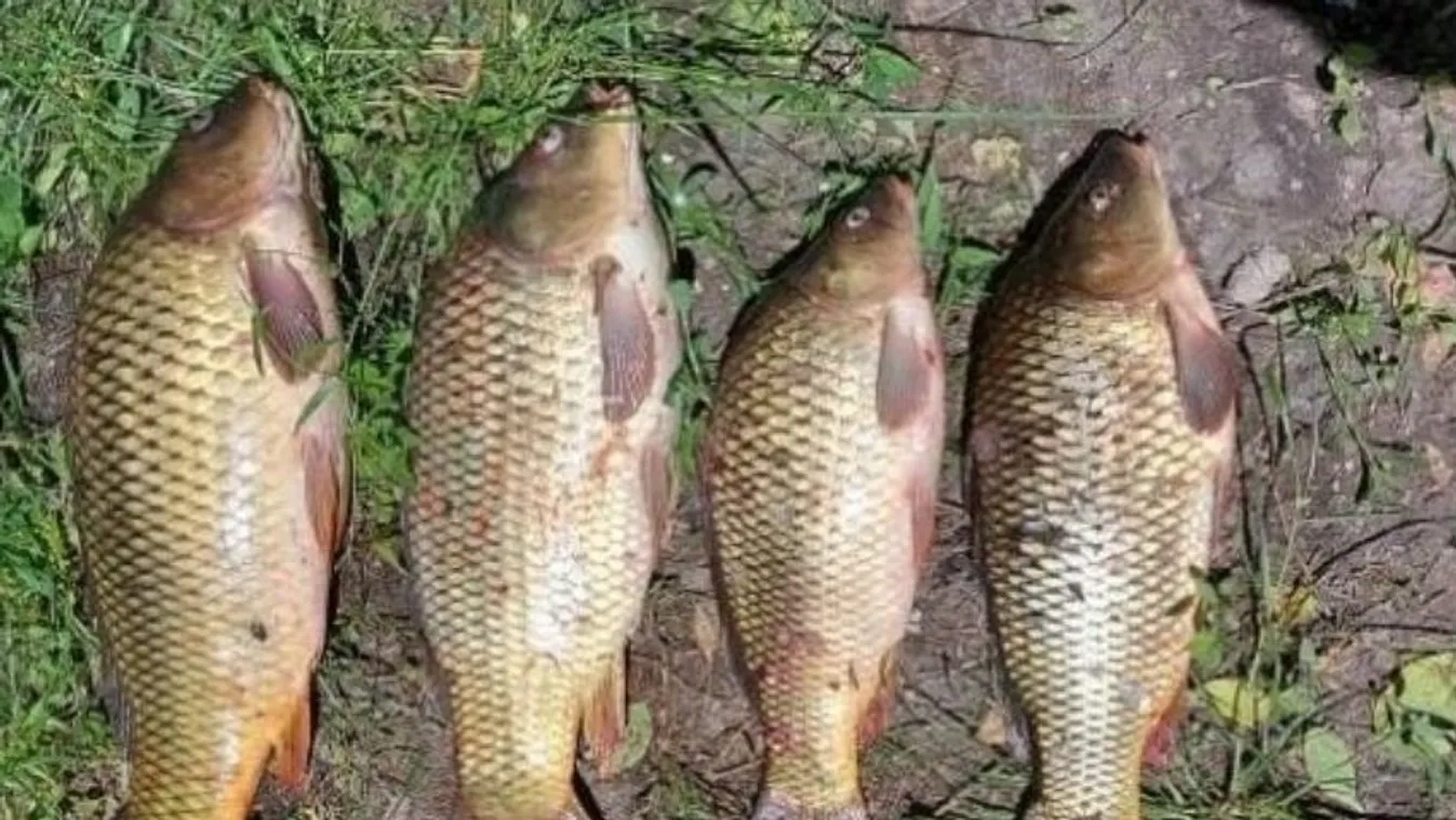 Rekordbírság a Balatonon: 160 ezer forint 4 pontyért