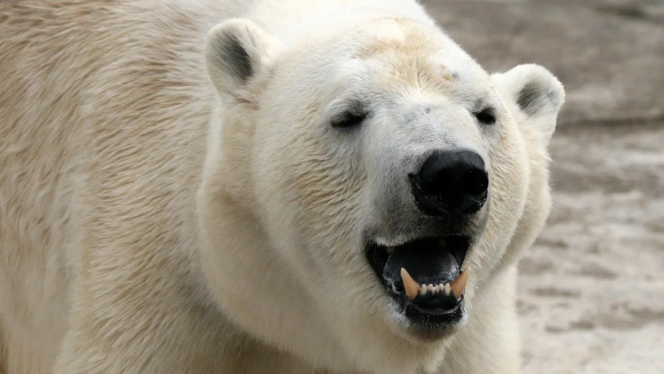 Jegesmedve ölt meg két embert Alaszkában