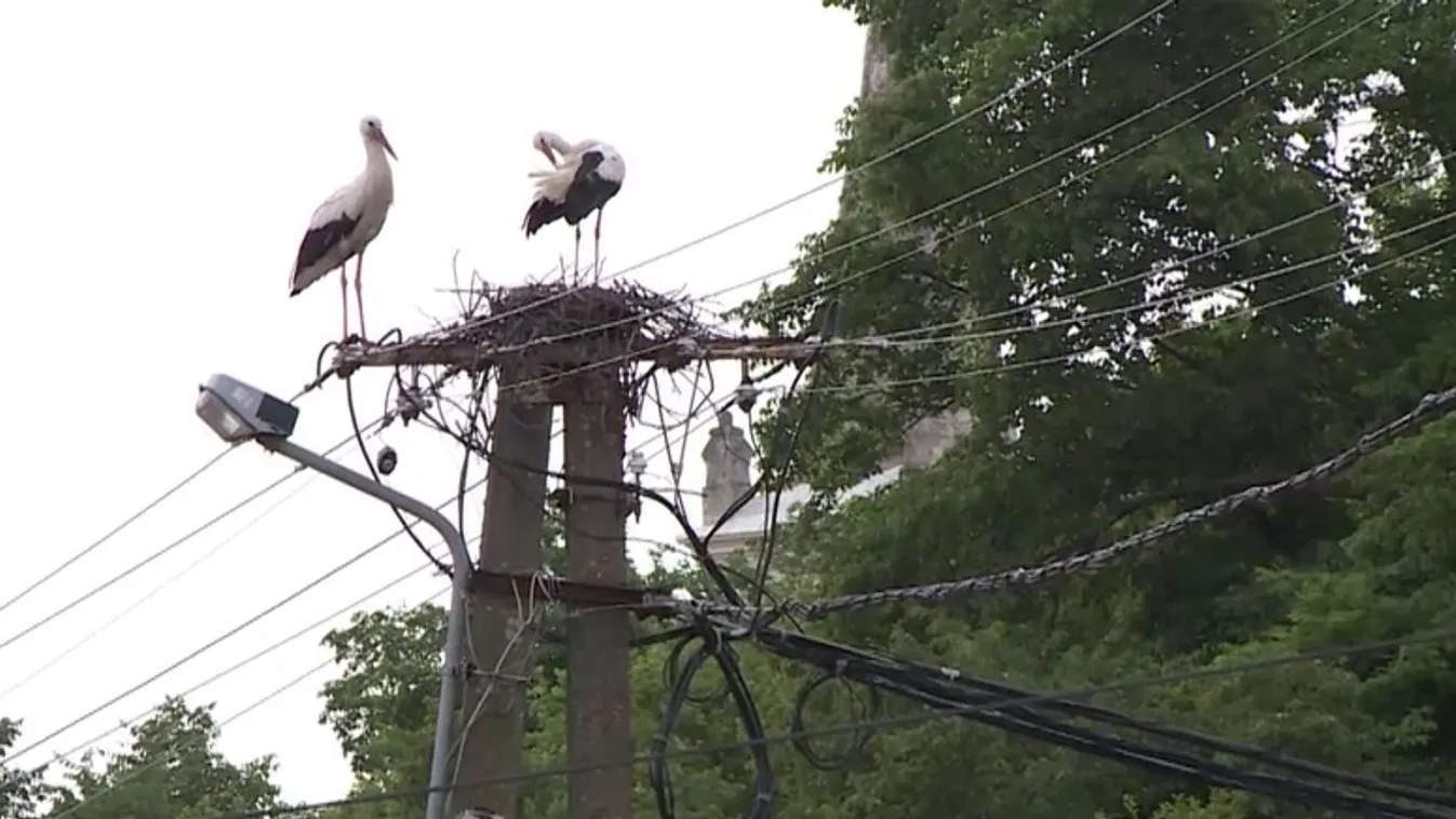 Napindító - Megrongálódott gólyafészkek