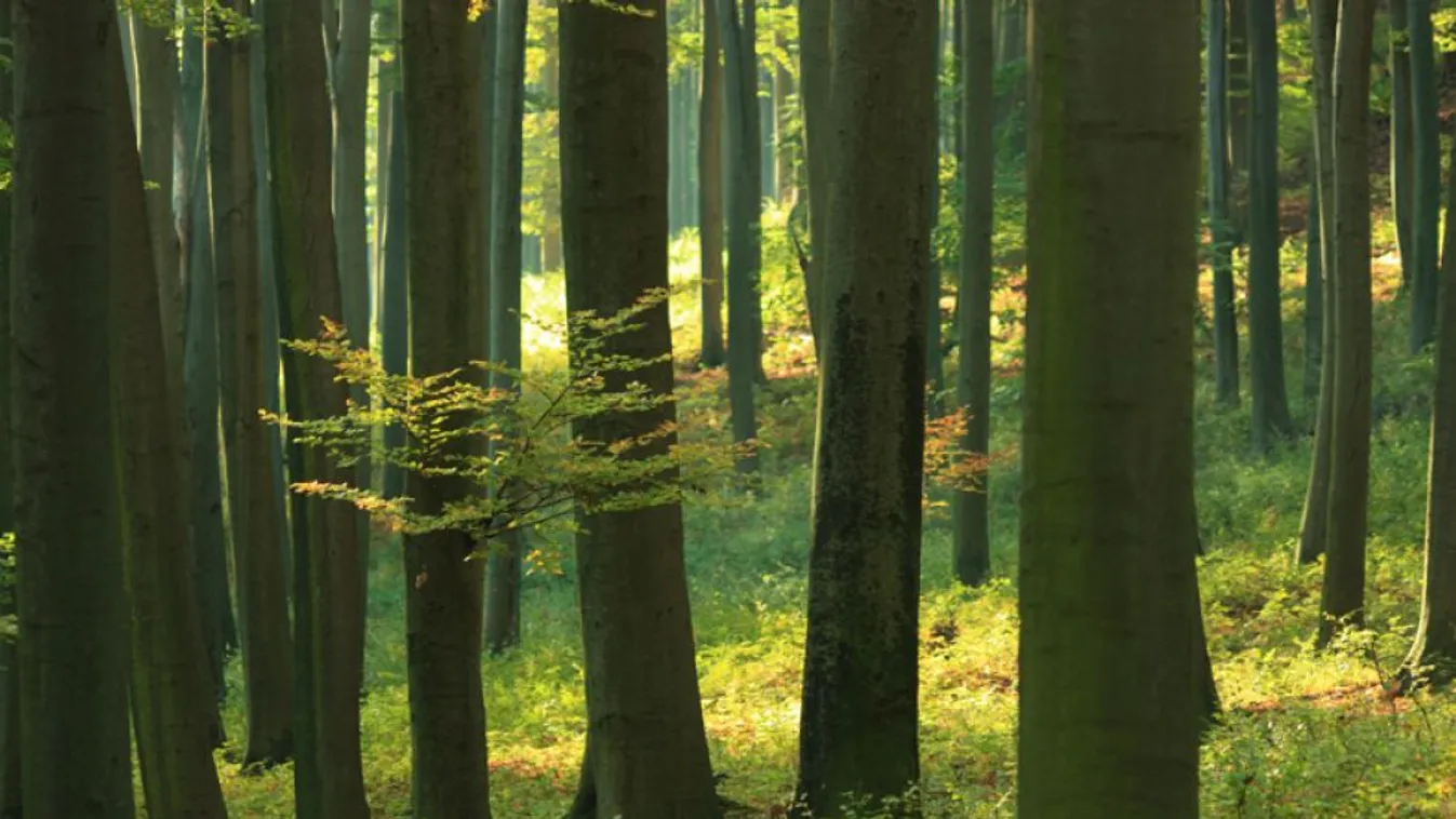 Balesetveszélyes fasori fák kivágásába és pótlásába kezd a Főkert