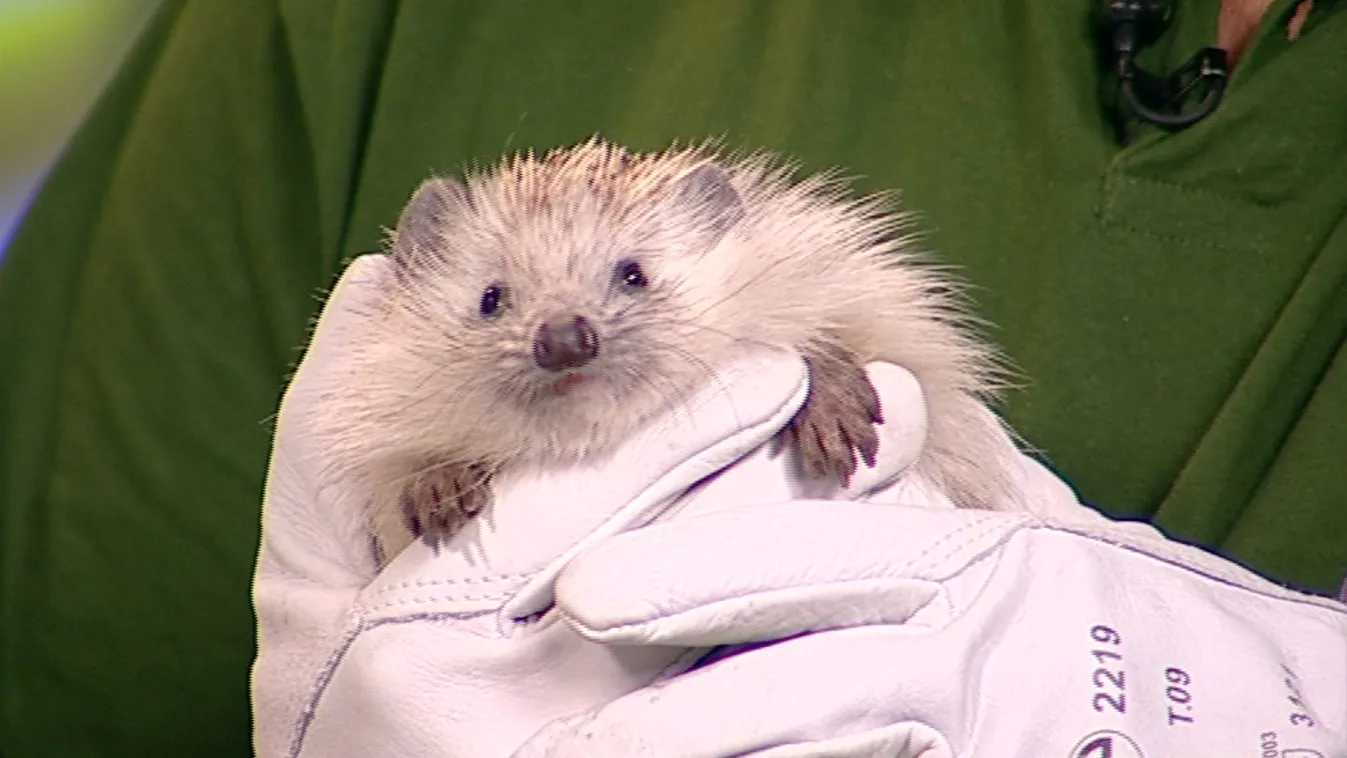 Attól, hogy ott nincs angol WC és kábeltévé, még nem szorul mentésre