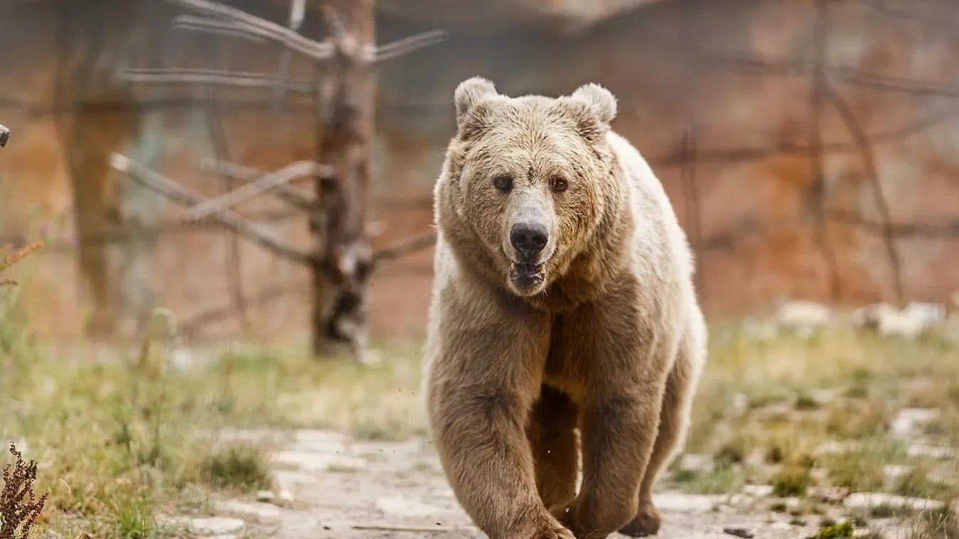 Medve támadt kocogókra