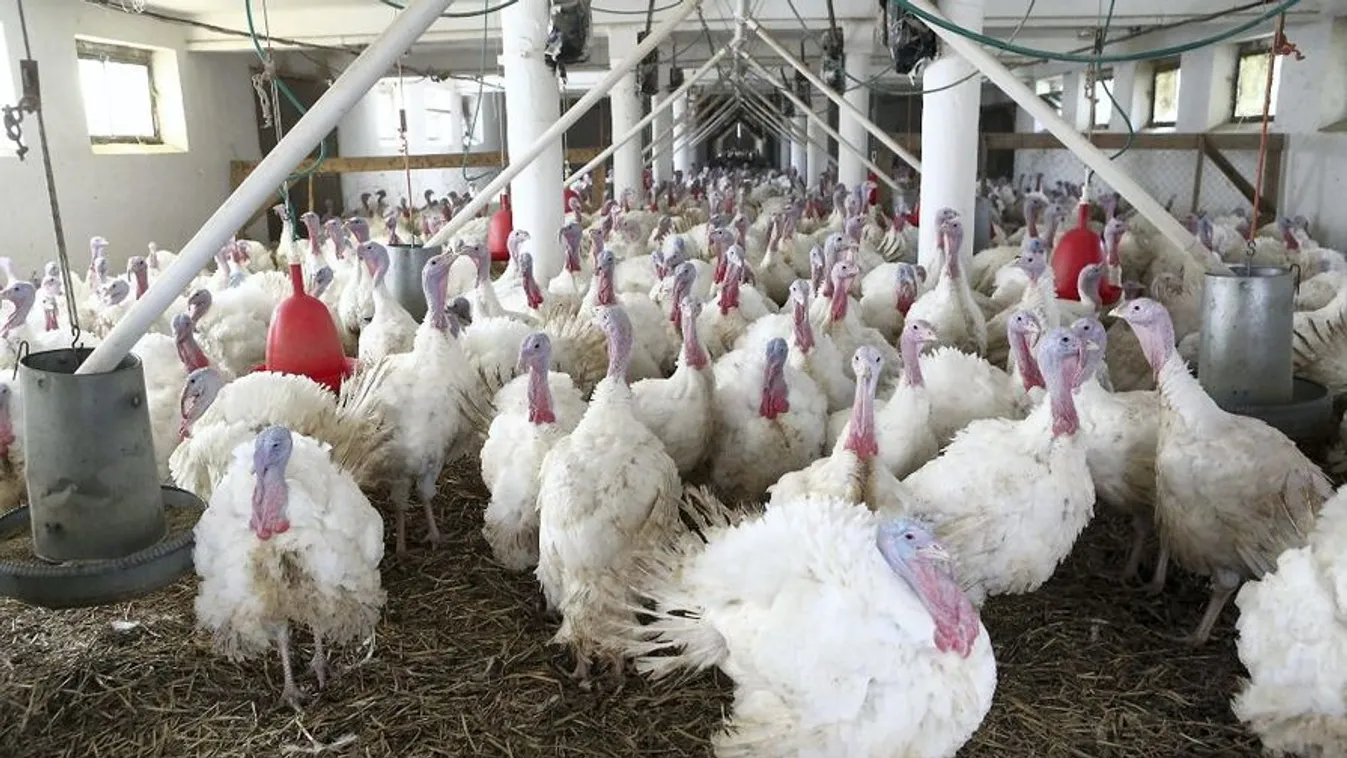 Olcsóbb lehet a baromfi és a tojás