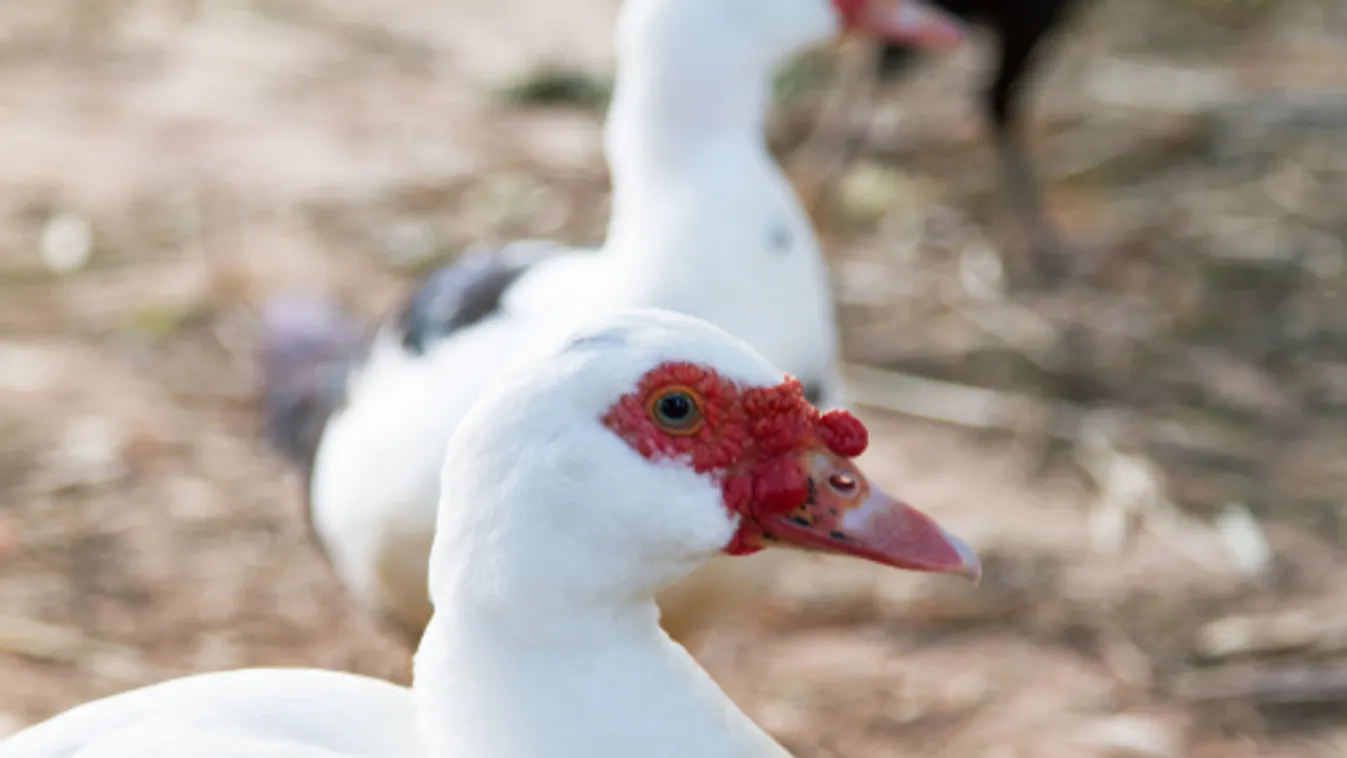 Terjed a madárinfluenza Lengyelországban