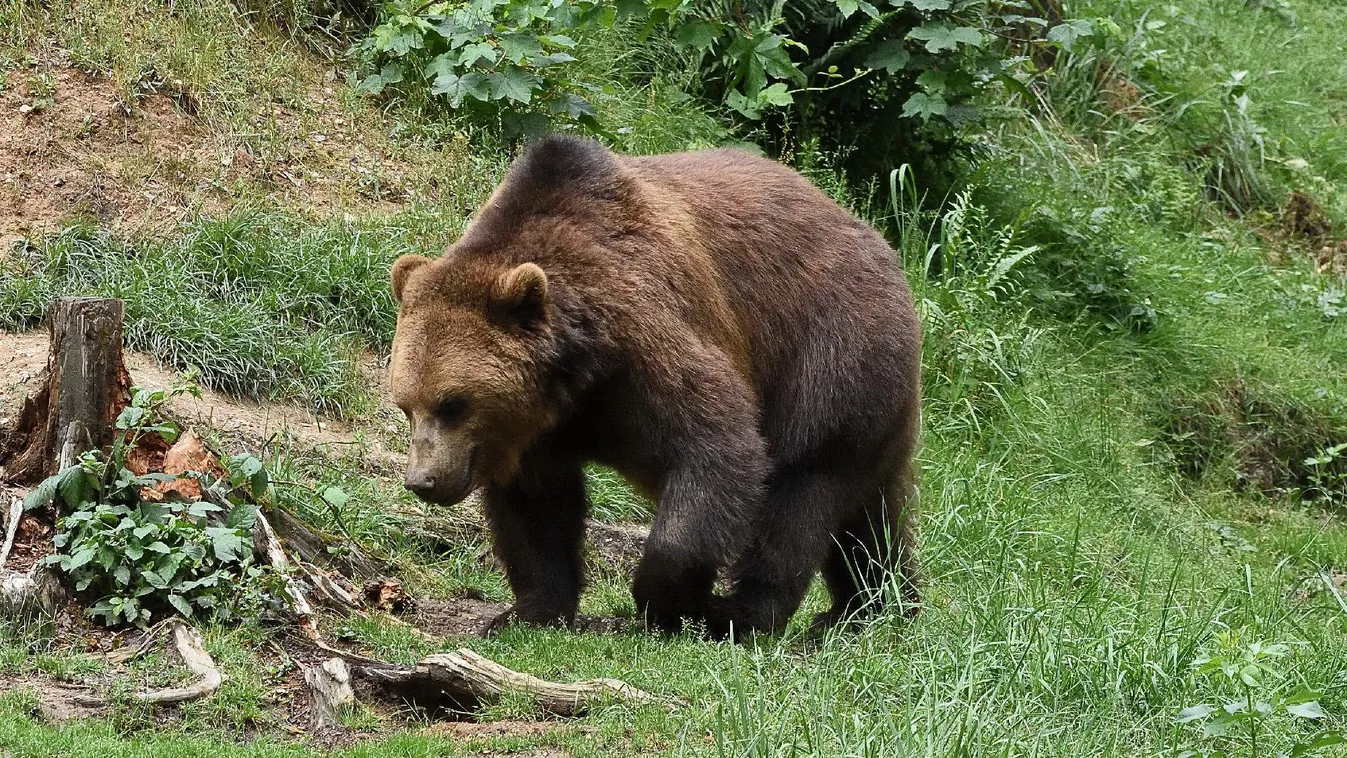 Lelőttek egy lakott területekre szokott medvét Olaszországban