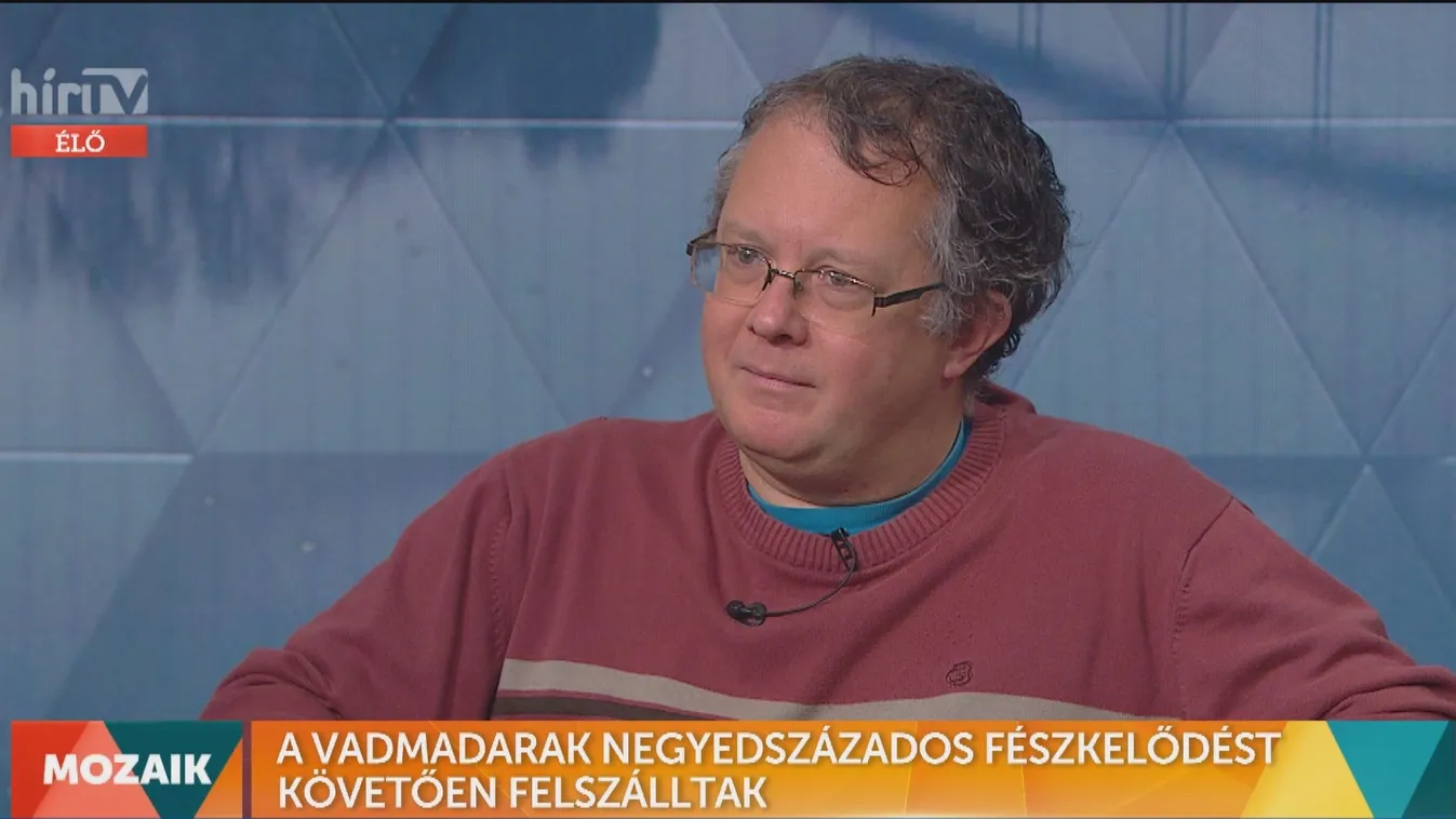 Mozaik - A Vadmadarak negyedszázados fészkelődést követően felszálltak