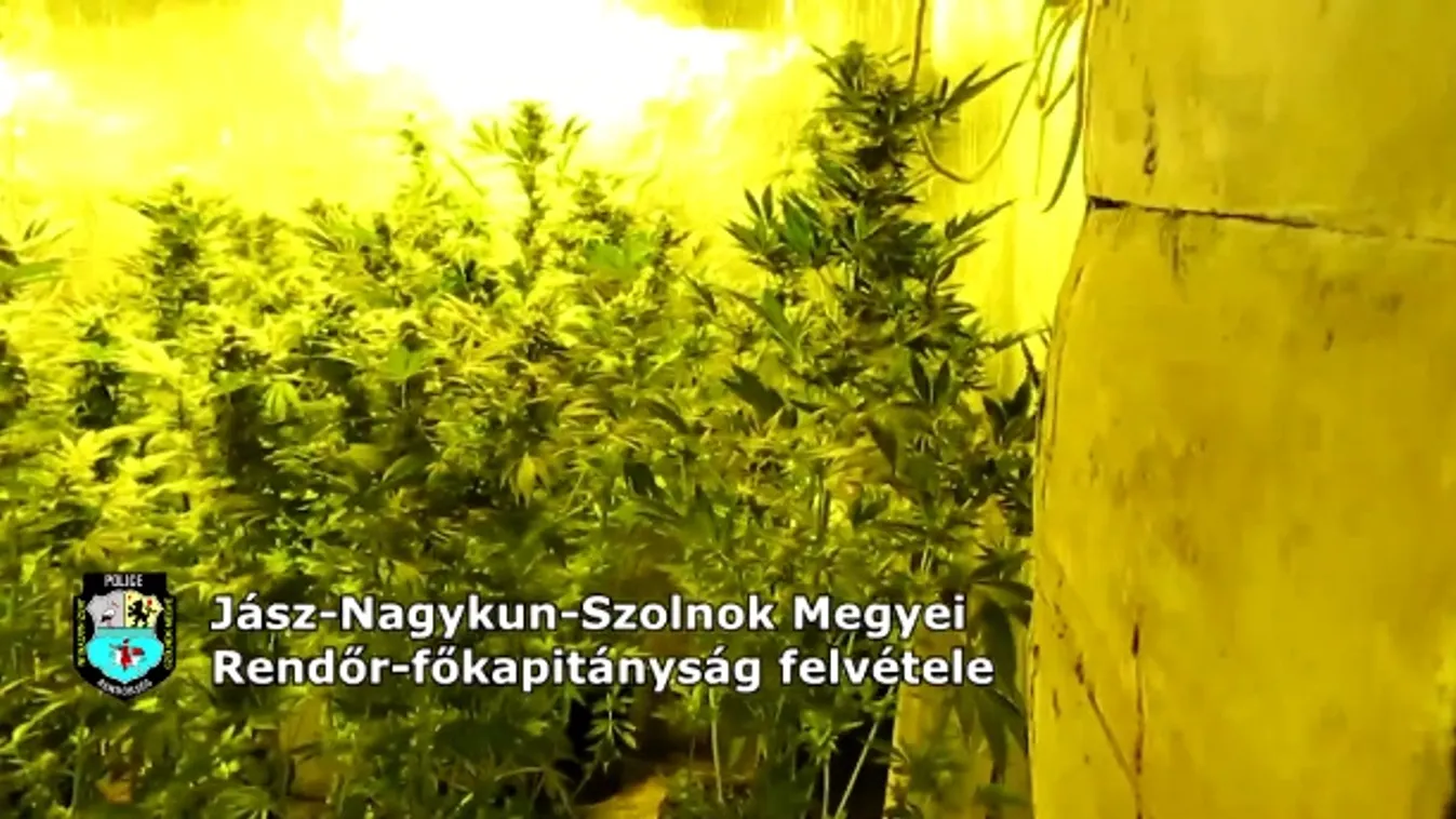 Pincéje rejtekében nevelgette a vadkendert