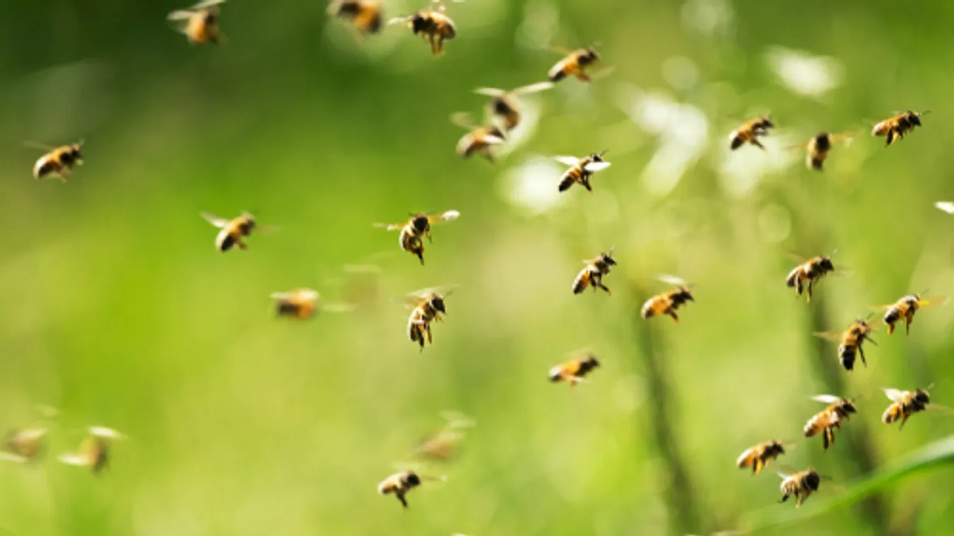AM: Jelentősen emelkedik a méhészek és a haszongalamb-tartók támogatása az idén