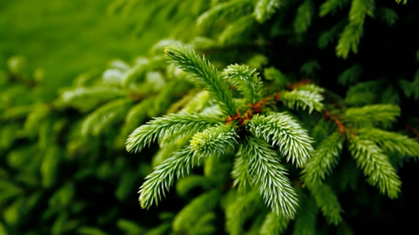 Agrárminisztérium: 73 ezer forint jár majd hektáronként a karácsonyfa területek után
