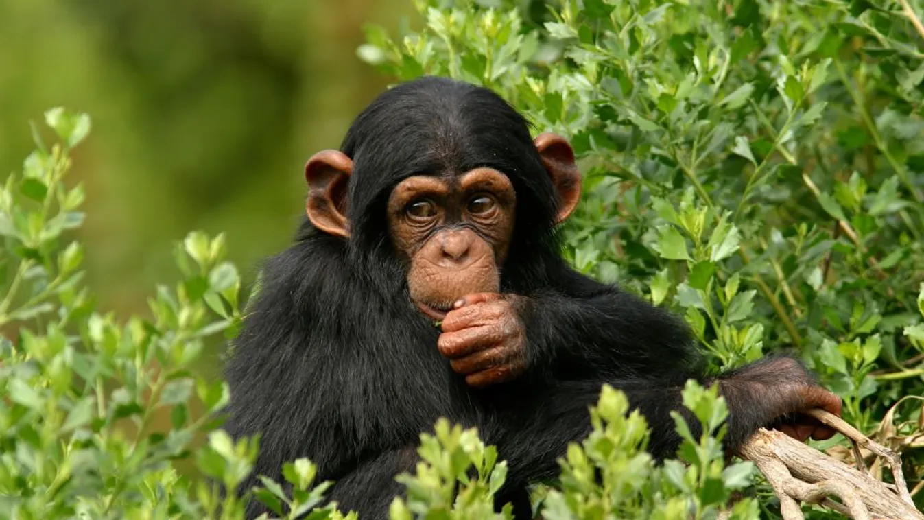 Hat mázsa mobiltelefon a csimpánzokért